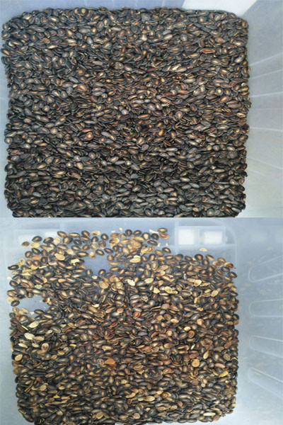 Wenyao Nuovo certificato ottico CE Semi di zucca Semi di anguria Color Sorting Machine