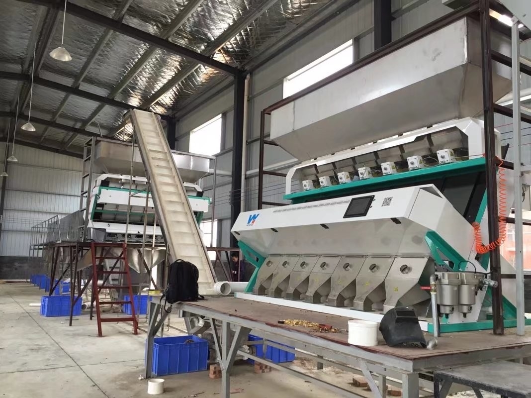 Macchina selezionatrice ottica automatica ad alta tecnologia a 7 canali per semi di rosa canina e colza
