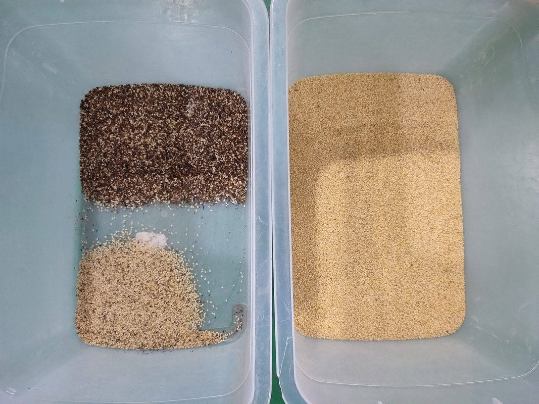WENYAO Autodistruggere ad alta velocità per i cereali di riso e fagioli Operatori di selezione della macchina di selezione dei colori