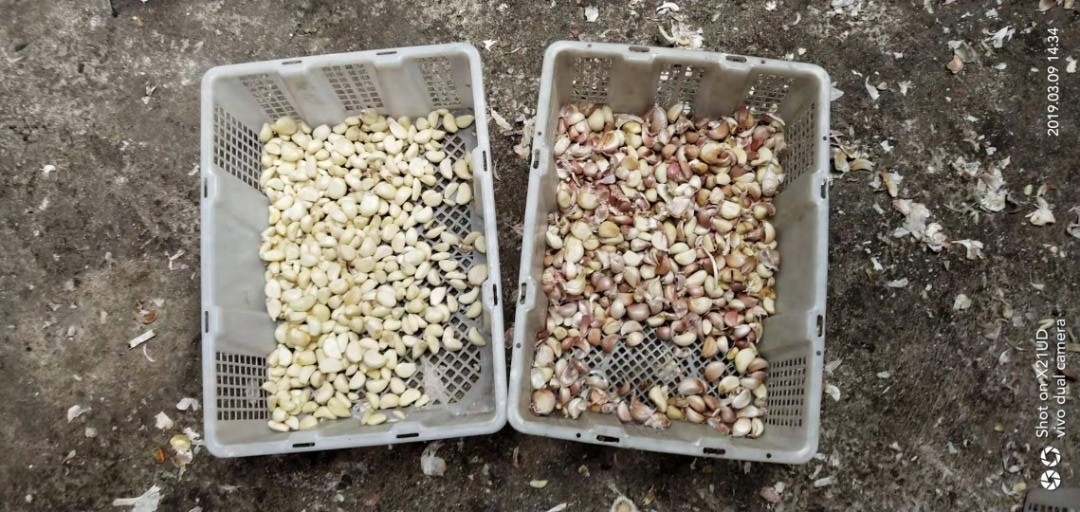 Macchina di selezione di chiodi d'aglio Sortitore di colore di aglio per la lavorazione alimentare