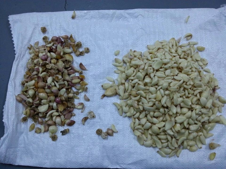 Macchina di selezione di chiodi d'aglio Sortitore di colore di aglio per la lavorazione alimentare