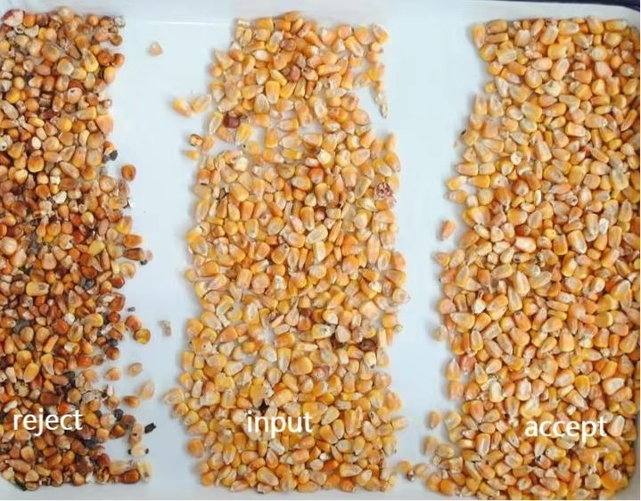 WENYAO Autodistruggere ad alta velocità per i cereali di riso e fagioli Operatori di selezione della macchina di selezione dei colori