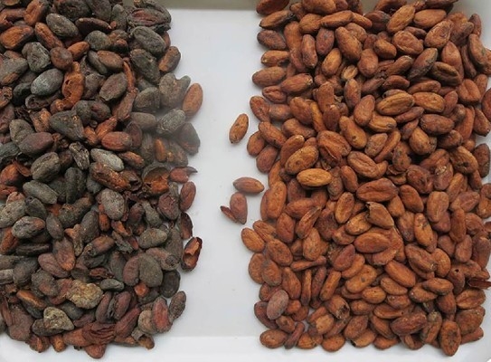 Wenyao sorgente luminosa rilevamento a colori completi per i chicchi di cacao raffinazione color sorter
