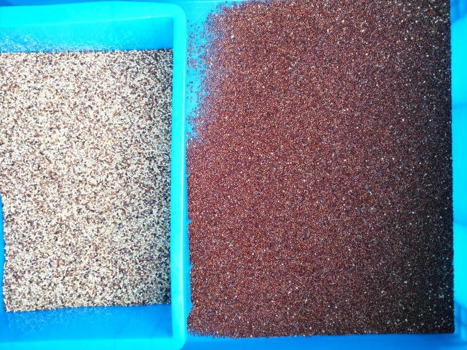 Macchina selezionatrice di colore mini portatile multifunzione per cereali, quinoa, con controllo remoto Wi-Fi
