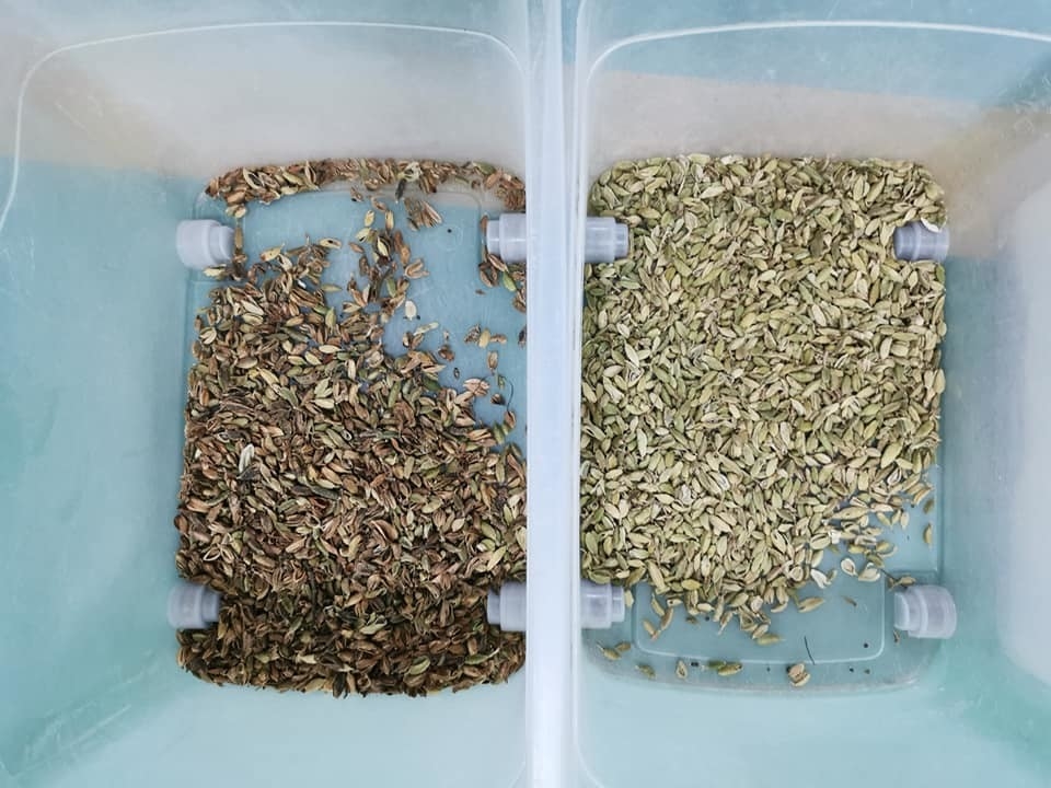 Wenyao 5 Chute Fabbrica cinese Sortitore ottico Cardamomo Fagiolo Color Sortitore