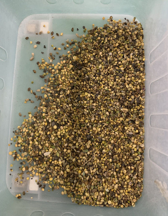 Macchina selezionatrice del colore per fagioli di soia a 3 canali Wenyao Full Automatic