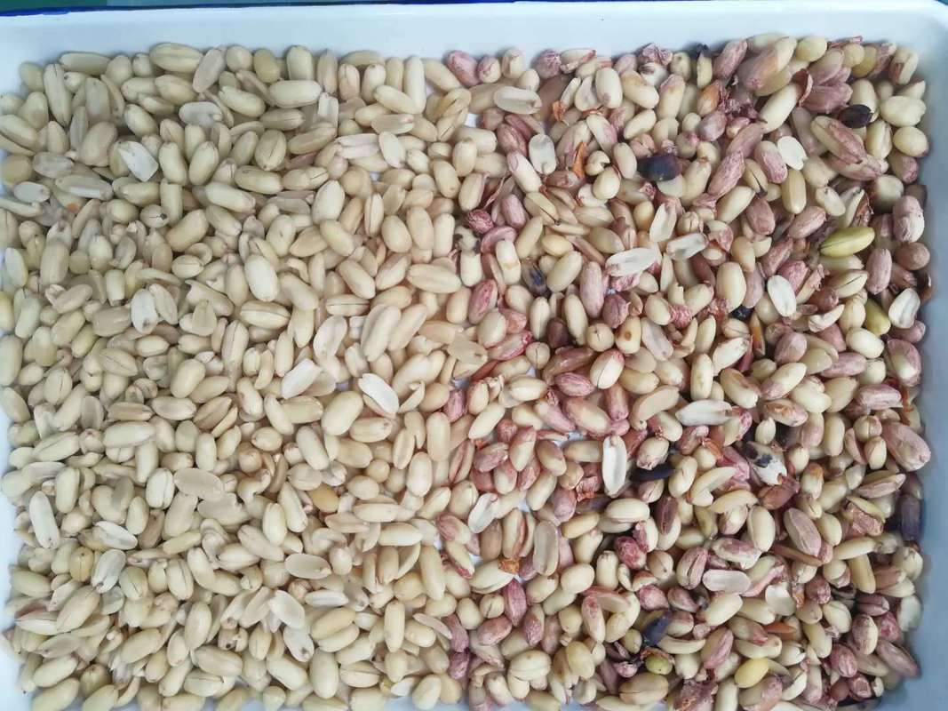 Professionale Peanut Color Sorting Peeling Peanuts CCD Color Sorting Machine