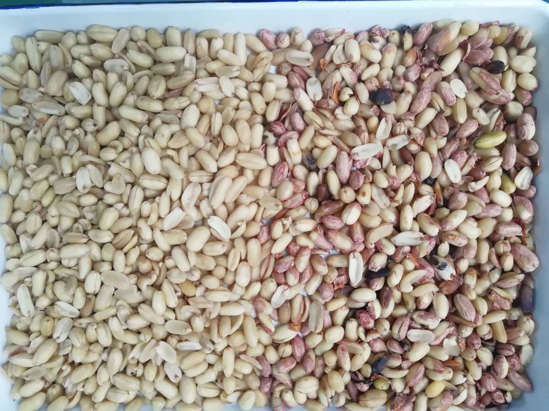 Professionale Peanut Color Sorting Peeling Peanuts CCD Color Sorting Machine Made in China