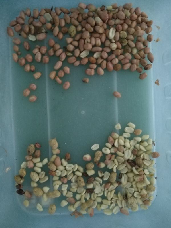 Professionale Peanut Color Sorting Peeling Peanuts CCD Color Sorting Machine