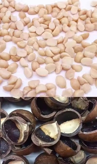Accuratezza CCD Camera Automatica Macadamia Noce Color Sorting Machine