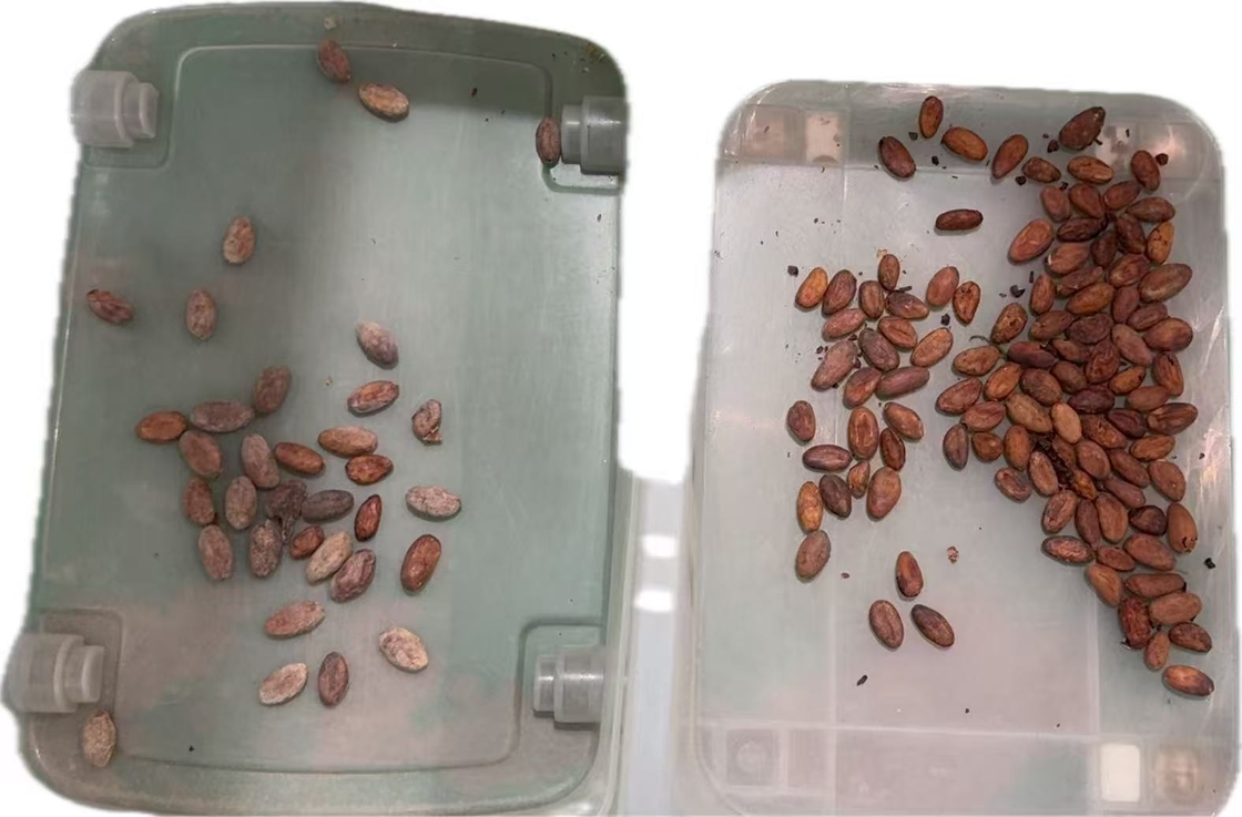 Wenyao 2025 Ultima Fornitore Cinese di Selezionatrici Ottiche per Fabbrica Selezionatrice per Colore Nocciola di Cacao