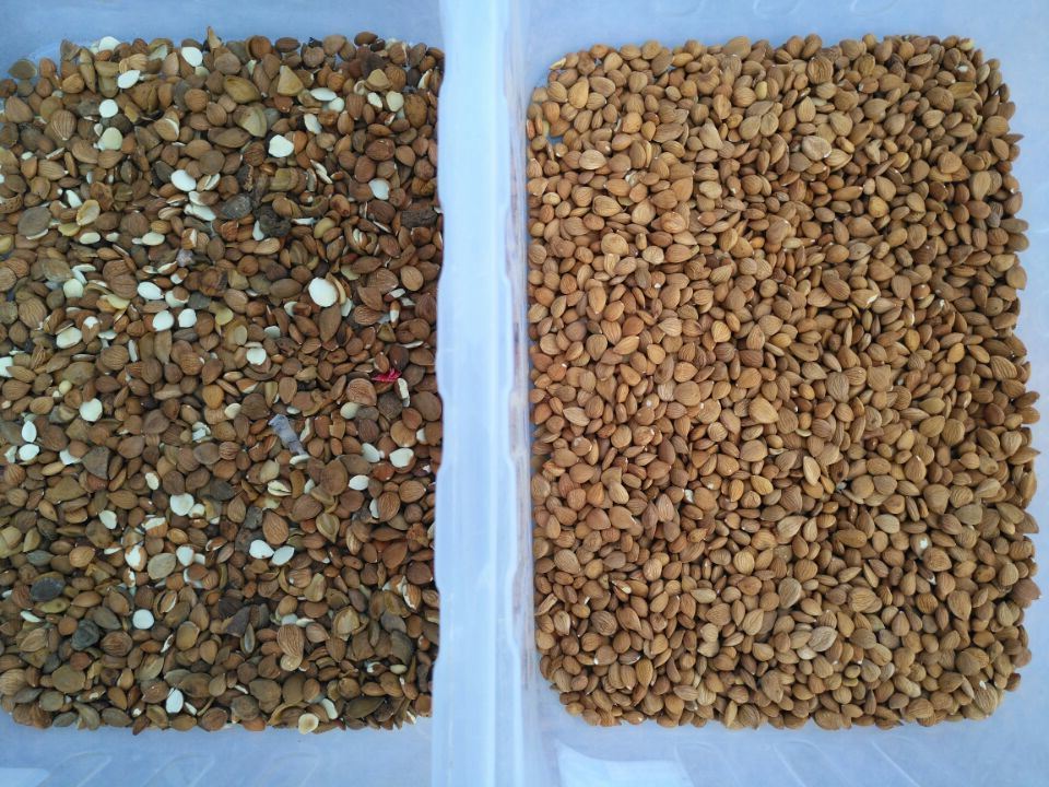 Selezionatore di colore del dado della mandorla del vaglio di colore della telecamera CCD di colore pieno di funzione di Wenyao Multi