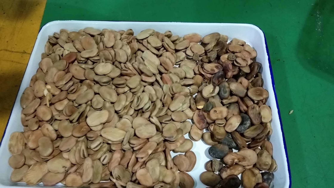 Selezionatrice cromatica per fave WENYAO 5 canali per uso industriale