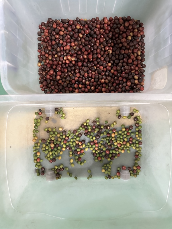 Wenyao CCD Color Sorter per i chicchi di caffè con 99,99% di precisione