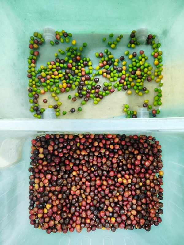 Wenyao CCD Color Sorter per i chicchi di caffè con 99,99% di precisione
