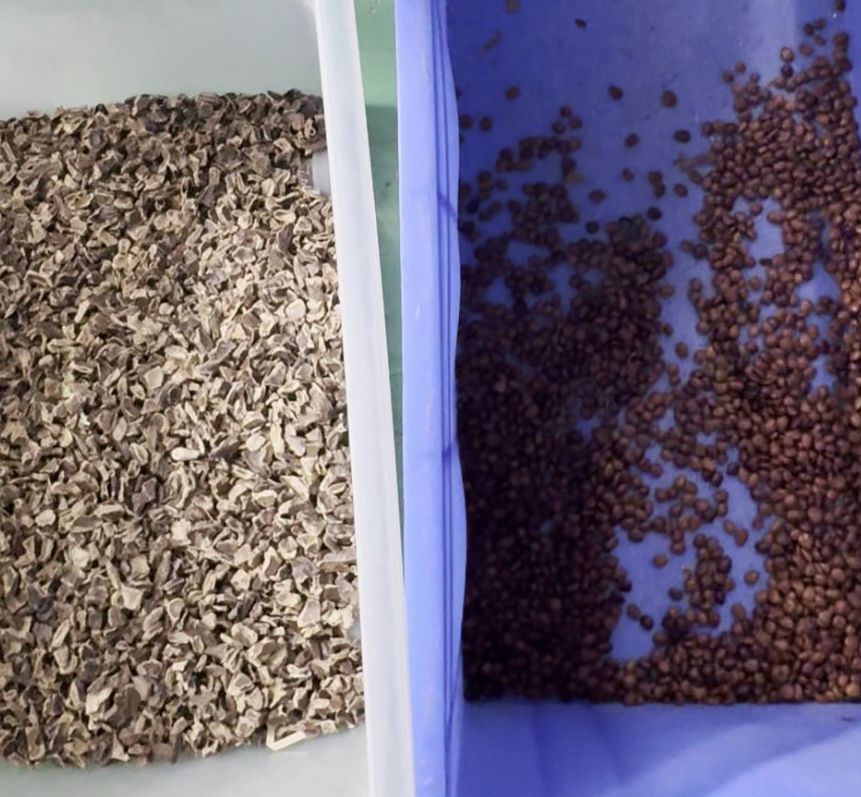 Wenyao Double Belt High Technology Intelligente CCD Camera Soapberry Color Sorting Machine