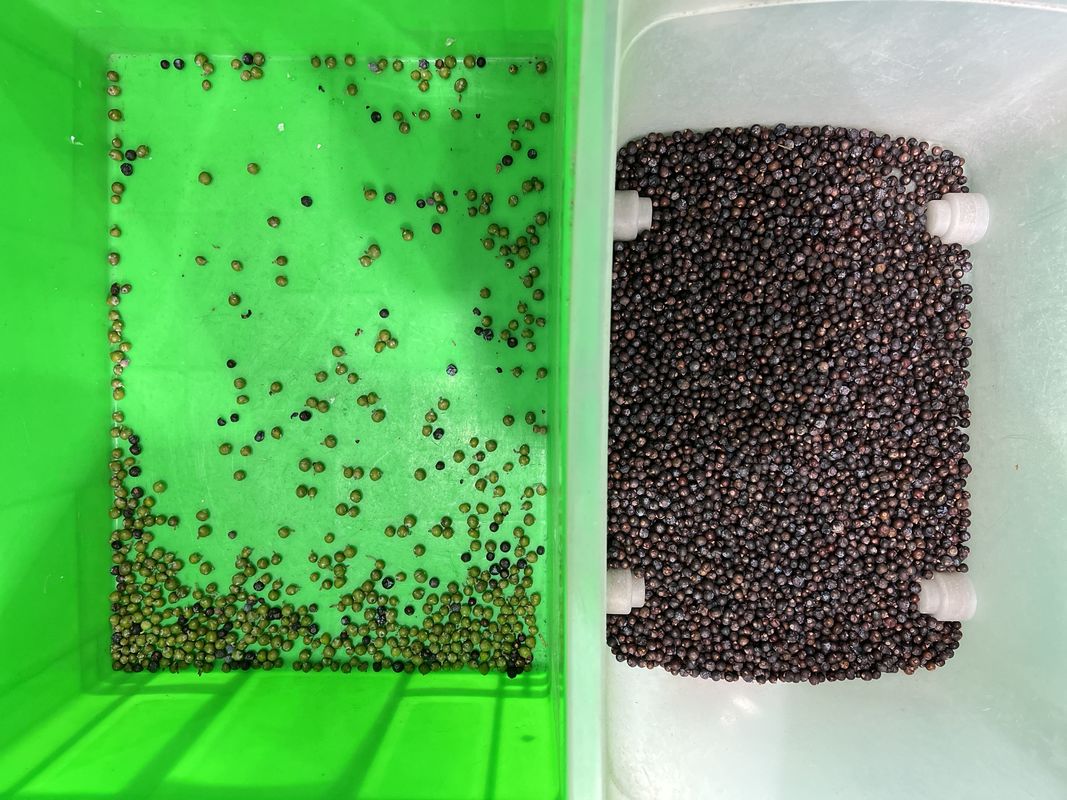 Wenyao Separazione automatica dei colori Blueberry fresco Juniper Berry Color Sorting Machine