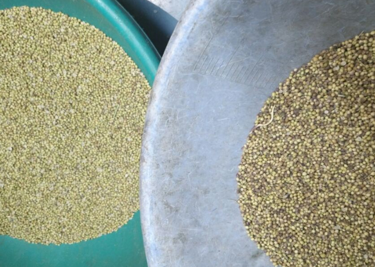Cina Hot Sale Intelligente Automatica Sementi di coriandolo Orzo Wehat Color Sorting Machine