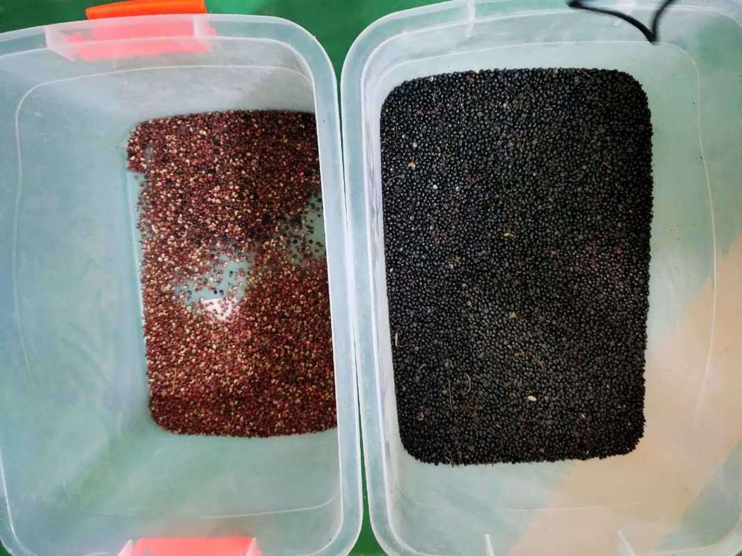 Macchina selezionatrice automatica Wenyao per la selezione del colore del pepe nero per semi e fagioli ad alta precisione