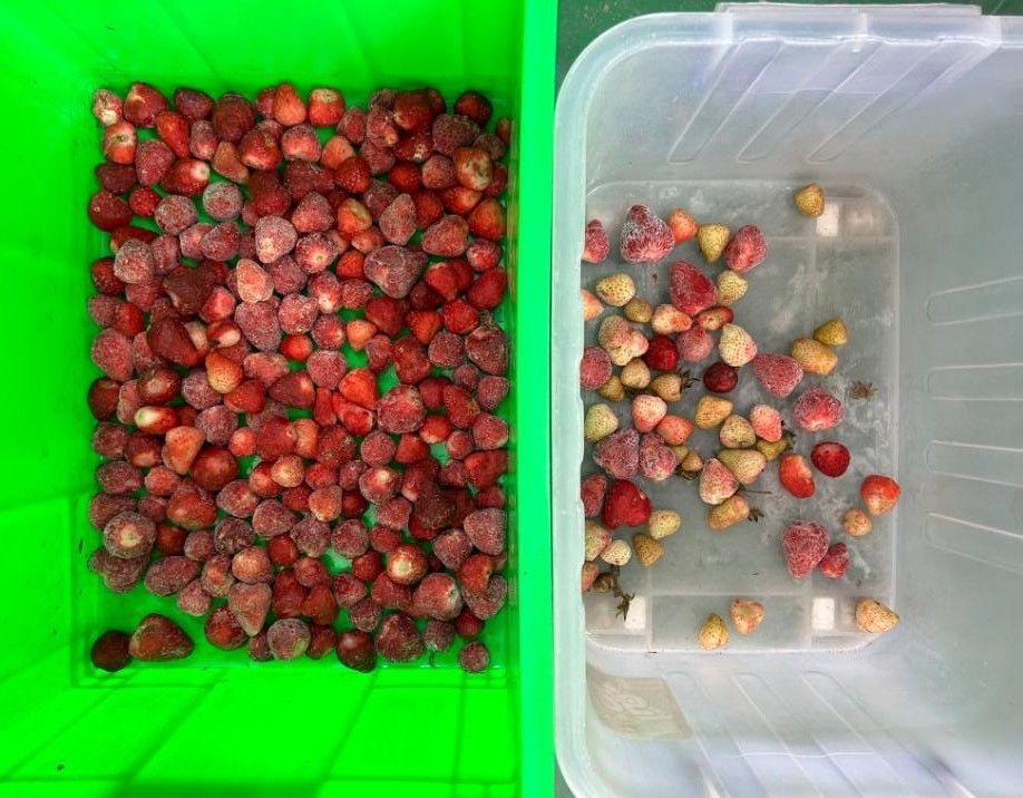 Sortitore di colore di caffè intelligente per la cerveza Sortitore di colore di mirtilli per la patata