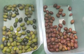 Sortitore di colore di caffè intelligente per la cerveza Sortitore di colore di mirtilli per la patata