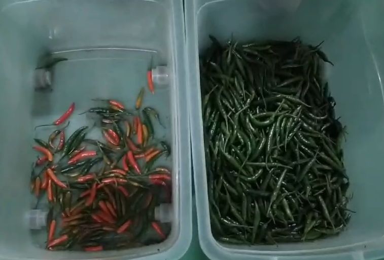 Buon prezzo Visione ottica intelligente Macchina di selezione del peperoncino Sortitore di colore di carbone minerale