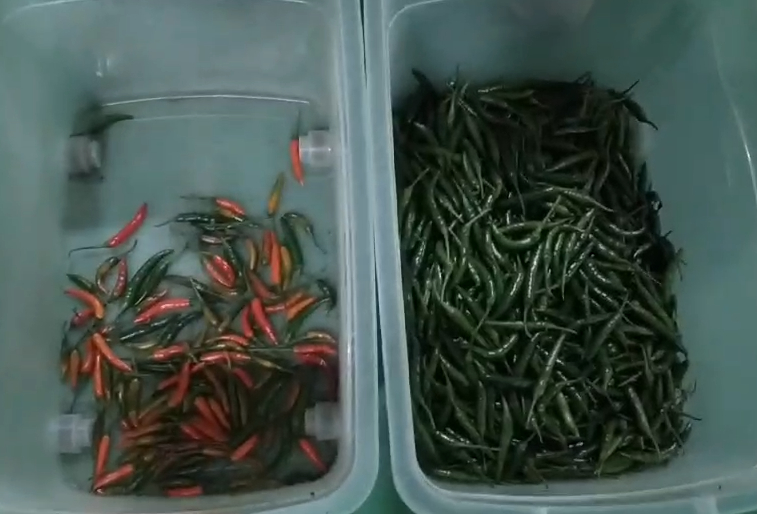 CERNITORE OTTICO WENYAO PER CINTURE, SELEZIONATRICE CROMATICA PER IBISCO, BASTONCINI DI CANNELLA, PEPERONCINO, CON ELEVATA PRECISIONE DI SELEZIONE