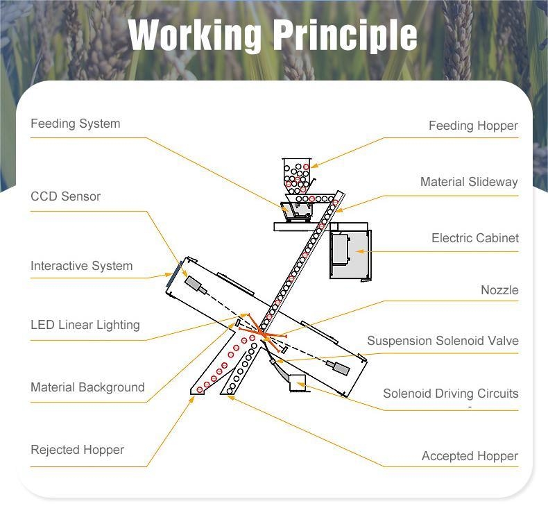 Selezionatore di Wenyao Nut Processing Equipment Color con la luce della telecamera CCD LED
