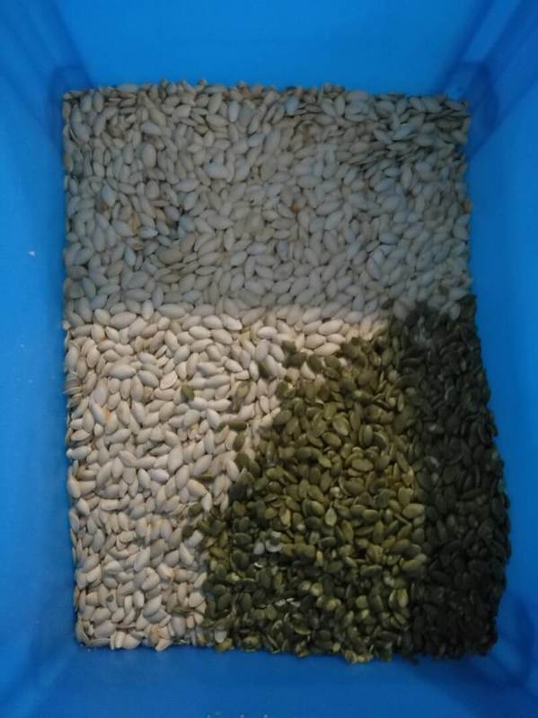 Wenyao Wifi Remote Control Semi di girasole Semi di zucca Sortitore di colore con 2 anni di garanzia e Valvola solenoide per la lavorazione industriale