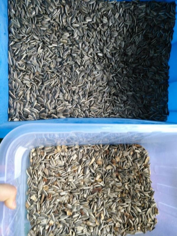 Wenyao Wifi Remote Control Semi di girasole Semi di zucca Sortitore di colore con 2 anni di garanzia e Valvola solenoide per la lavorazione industriale