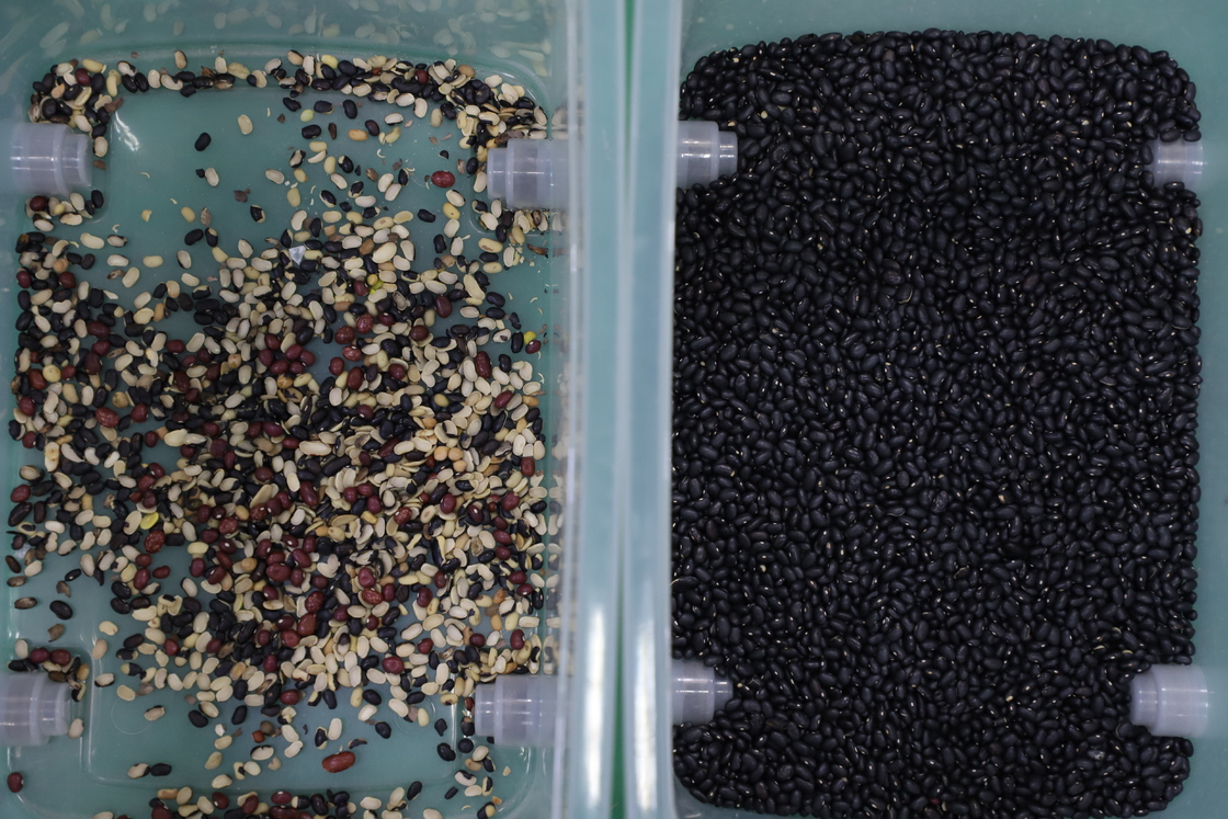 WENYAO CCD ad alta capacità Soia Color Sorting Black Matpe Beans Color Sorting Machine