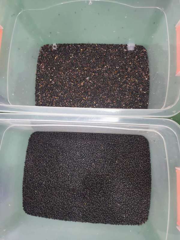 WENYAO CCD ad alta capacità Soia Color Sorting Black Matpe Beans Color Sorting Machine