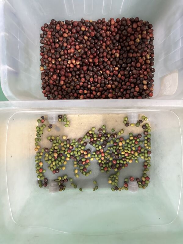 Wenyao 2025 Nuova due cinture larghe a bassa velocità anti-rottura Strawberry Blueberry Color Sorting Machine Automatic Coffee Cherry Color Sorting Machine