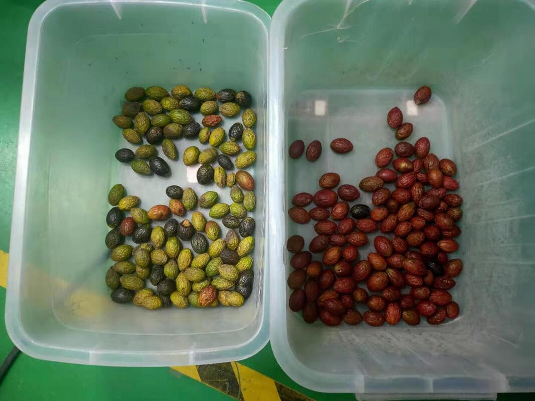 Wenyao 2025 Nuova due cinture larghe a bassa velocità anti-rottura Strawberry Blueberry Color Sorting Machine Automatic Coffee Cherry Color Sorting Machine