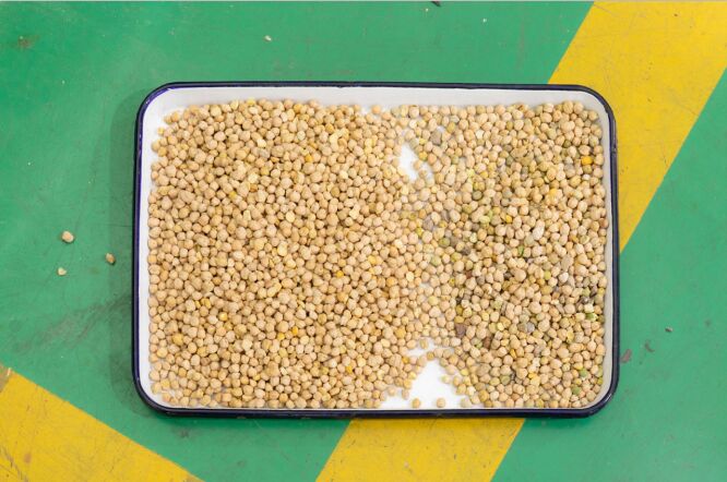 WENYAO 8 Canali Macchina Selezionatrice per Legumi per Lenticchie Ceci Selezionatrice Ottica di Colore per Fagioli in Vendita