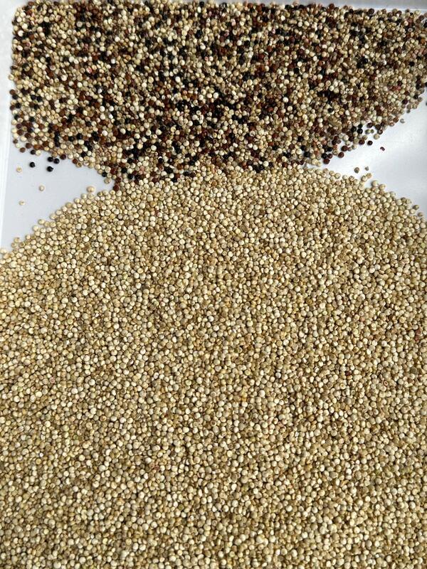 Wenyao Nuovo apprendimento di IA separatore di colori agricoli apparecchiatura per la classificazione dei colori di quinoa per la pulizia dei grani di riso ordinatore ottico automatico