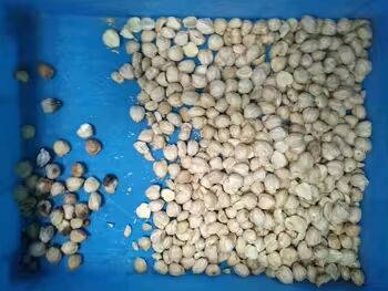 WENYAO Nuts Color Sorting con CCD Cameras 0,3-0,5 PTH Capacità e 2 anni di servizio per sementi Grano Fagioli Grano