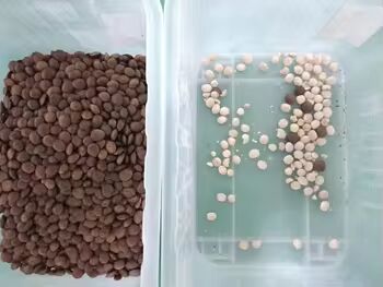 WENYAO Nuts Color Sorting con CCD Cameras 0,3-0,5 PTH Capacità e 2 anni di servizio per sementi Grano Fagioli Grano