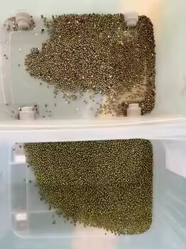 Selezionatrice ottica a colori ad alta capacità per cereali con precisione di selezione ≥99,99% e produzione 4-10TPH