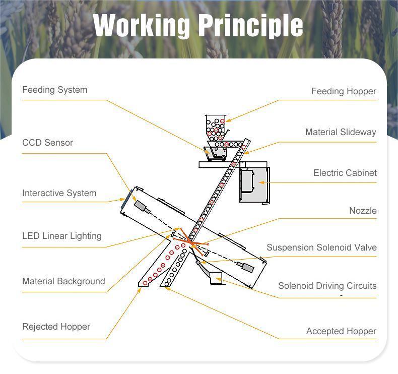 WENYAO Sortere per Noci con Telecamera CCD AI e Rilevamento a Colori Completi, Funzionamento Stabile e Accuratezza ≥99,99% per Noci