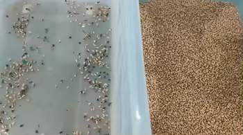 Latest Color Sorter Rice Sorting Machine Multi-functional Color Sorter Machine for Sesame Flax Seed Rice 