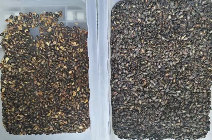 Selezionatore di colori CCD per arachidi Mandorle Noci Selezionatrice di colori intelligente con elevata precisione