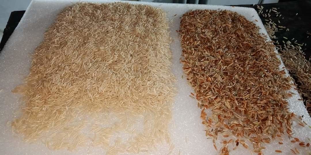 Selezionatore di colore del riso del CCD, canali automatici della macchina 256 di riseria
