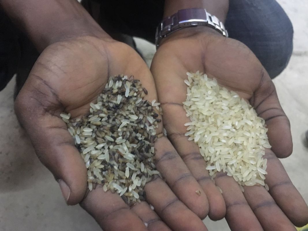 Selezionatore ottico di colore del riso del CCD, vaglio di colore del grano di 4 scivoli