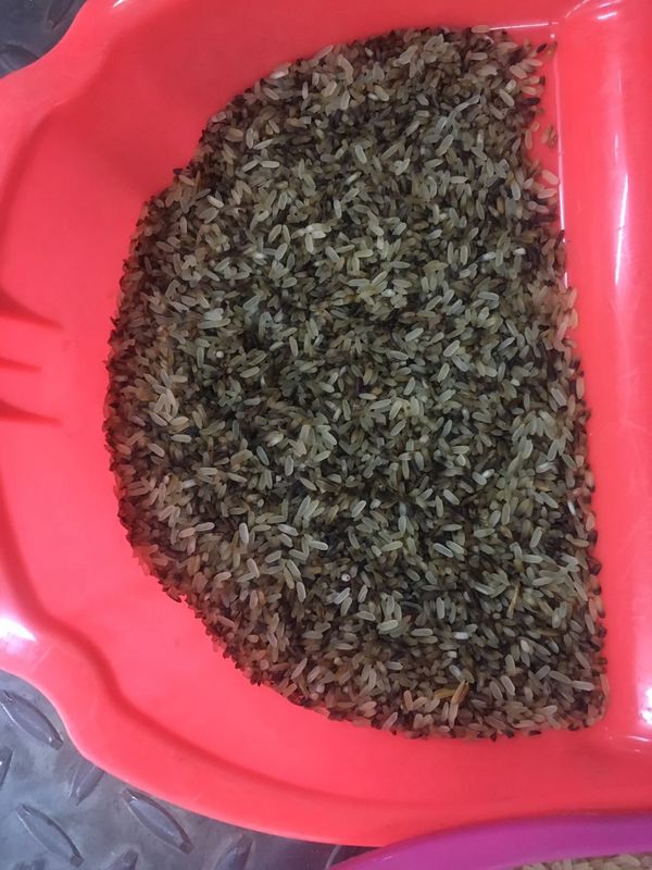 Selezionatore ottico di colore del riso del CCD, vaglio di colore del grano di 4 scivoli