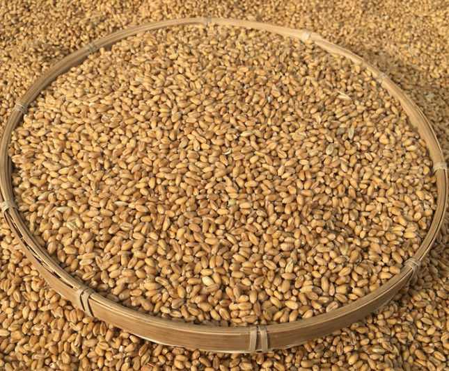 Selezionatore di colore del grano di 5400 pixel con approvazione della macchina fotografica ad alta velocità ISO9001