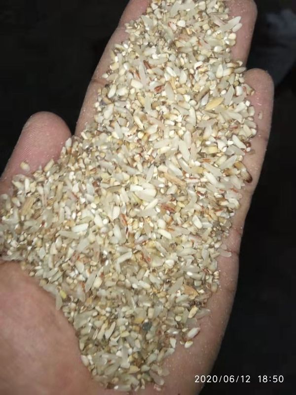 4000kg/H ha scottato la luce di vita LED di Mini Color Sorter Machine Long del riso