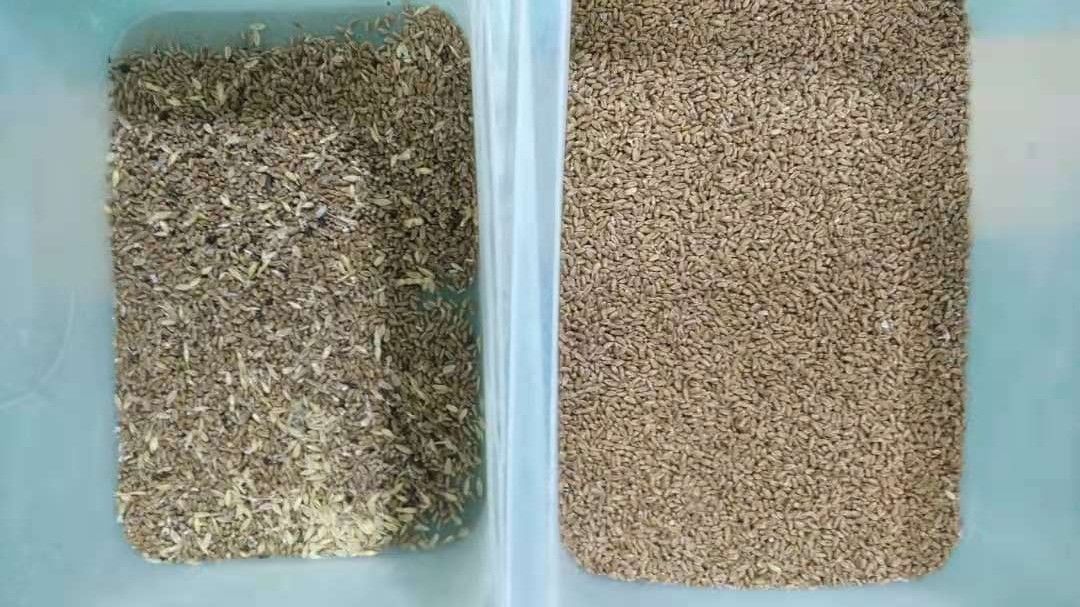 Selezionatore di colore del grano dell'avena, 1 macchina di Ton Capacity Barley Color Sorting