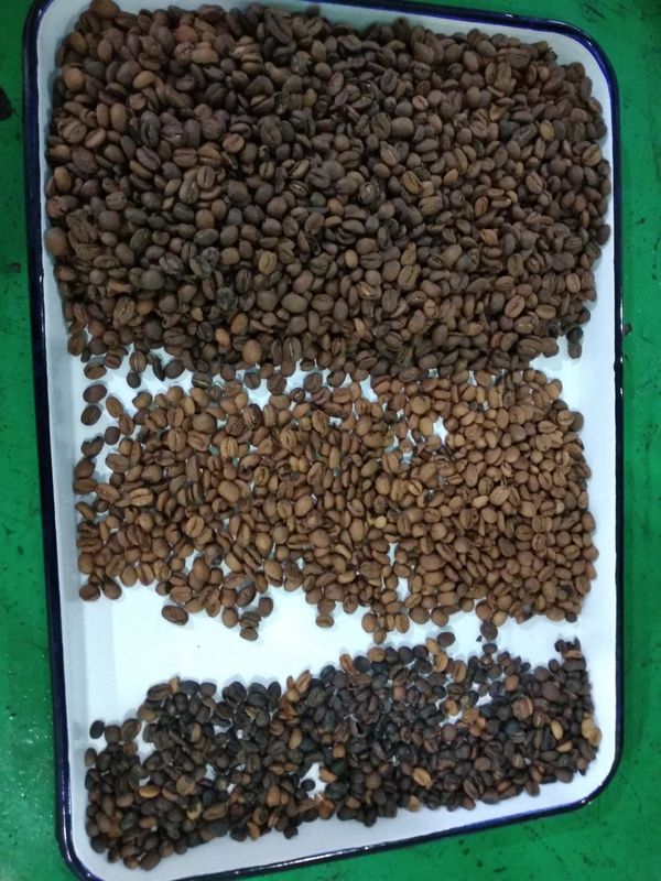 Macchina per la selezione dei colori dei chicchi di caffè per la selezione dei chicchi di caffè cattivi durante la torrefazione