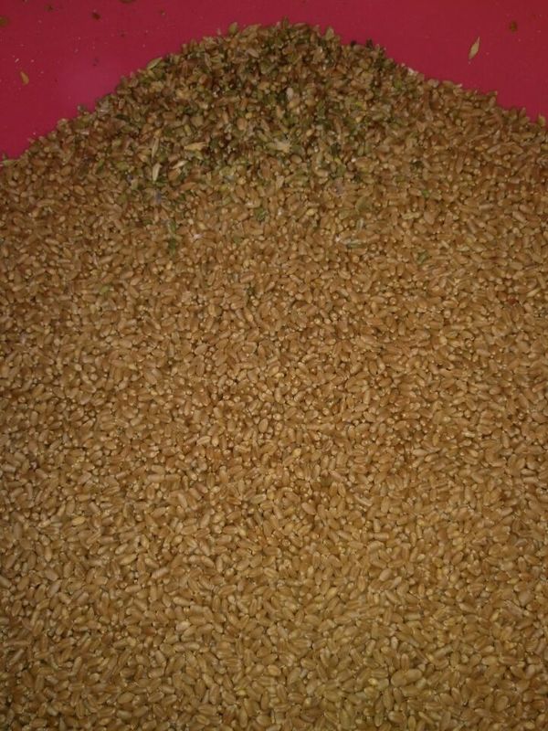 3t/h 4 fa scendere il vaglio per mezzo di uno scivolo del multi grano per il grano dell'orzo